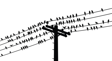 Fototapeta premium Birds perched on power lines create a striking visual silhouette