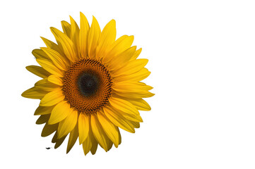 Obraz premium Sunflower with bright yellow petals and brown center isolated on a transparent background for summer projects