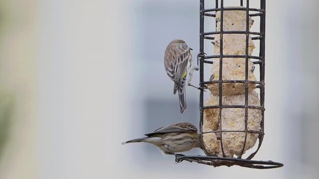 Pine siskins eating suet from suet feeder. 