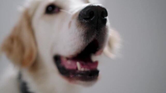 Close up video of a female Golden Retriever's face gently taking and eating a treat from a person's hand against white background.