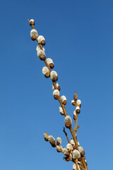 Zweig mit jungen silbrig-pelzigen Weidenkätzchen, die Blüten von Weiden (Salix) mit blauem...