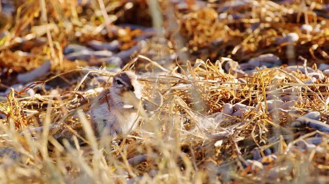Cape ground squirrel or South African ground squirrel, also known as Xerus inauris eating. Botswana 