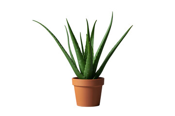 Aloe vera plant standing in a brown terracotta pot. Fresh green leaves show a valuable natural ingredient for health and skincare