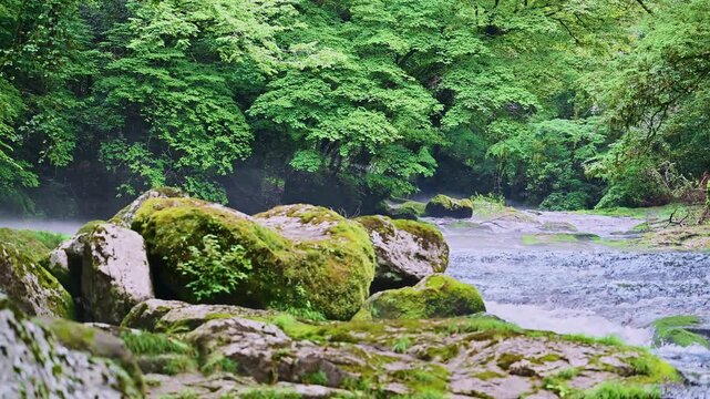 水と緑が織りなす渓谷
「菊池渓谷の清流と苔むした岩、瑞々しい新緑の風景」
熊本県菊池市(菊池渓谷)
A valley interwoven with water and greenery. "The clear streams, moss-covered rocks, and lush greenery of Kikuchi Valley."
Kikuchi City, 