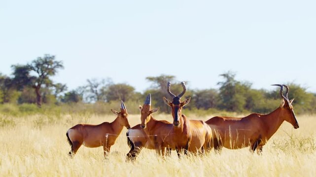 Red hartebeest ) or Cape hartebeest (Alcelaphus buselaphus caama) grazing in grasslands at Mountain Zebra National Park, Eastern Cape, South Africa.