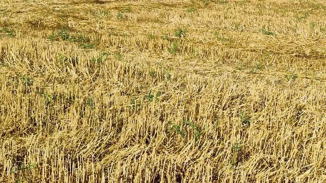 Scenic view of a golden yellow wheat stubble field after harvest in a rural agricultural area, dry crop stalks remaining on the ground under bright sunlight, agricultural background