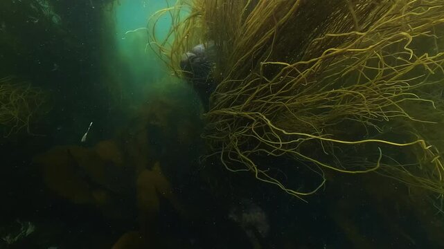 A grey seal &ndash; Halichoerus grypus &ndash; breathes at the surface with its head tangled in yellow Himanthalia elongata seaweed in the clear coastal waters of a Breton archipelago, North Atlantic Ocean.