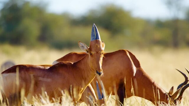 Close up of a Red hartebeest or Cape hartebeest (Alcelaphus buselaphus caama) in Botswana.