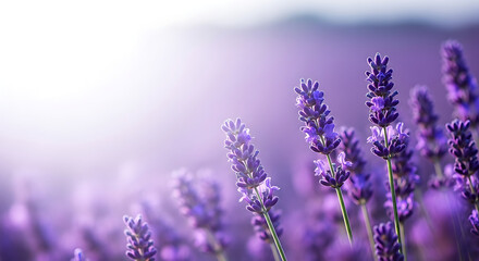 Obraz premium Purple lavender flowers blooming in soft morning mist with dreamy pastel background