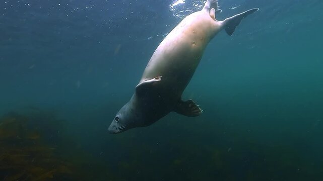 Two shots show a juvenile grey seal whitecoat &ndash; Halichoerus grypus &ndash; first facing the camera with curiosity, then swimming past above yellow seaweed. Filmed in Brittany, France.