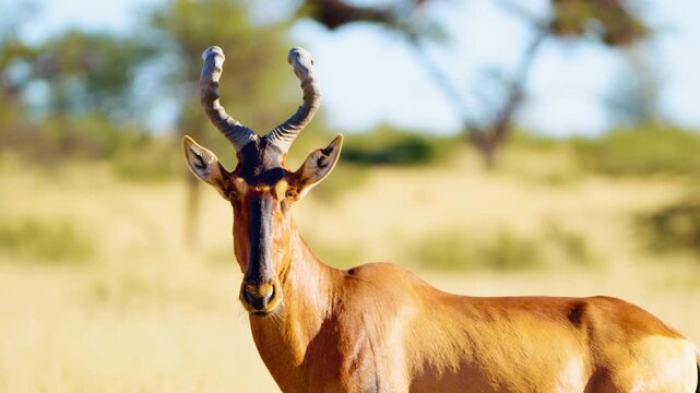 Extreme Close up of a Red hartebeest or Cape hartebeest (Alcelaphus buselaphus caama) in Botswana.