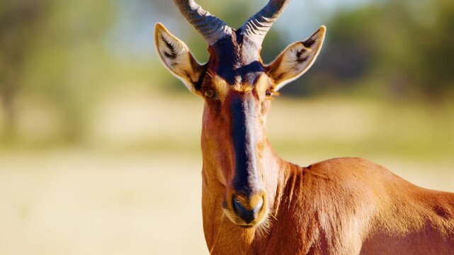 Extreme Close up of a Red hartebeest or Cape hartebeest (Alcelaphus buselaphus caama) in Botswana.