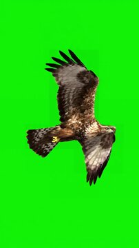 Dynamic Wildlife Overlay with buzzard bird flying wings spread green screen distortion, overlay, glitch, static noise, scan lines on black background, 4k animated video loop