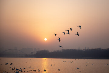 Dancing Swans at Sunrise, Sanmenxia Lake Morning