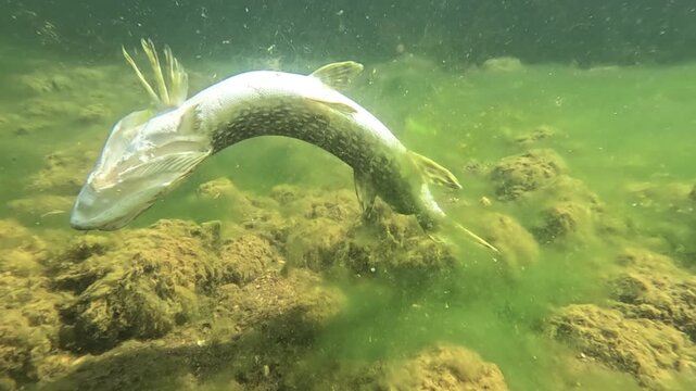 A dead pike &ndash; Esox lucius &ndash; lies on the lakebed with no visible wounds, suggesting possible mortality after catch and release fishing.