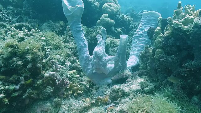 Medium shot shows a white frogfish &ndash; Antennarius pictus &ndash; perched on a white sponge, blending perfectly with its surroundings while waiting motionless to ambush prey. Filmed in Panglao, Philippines.