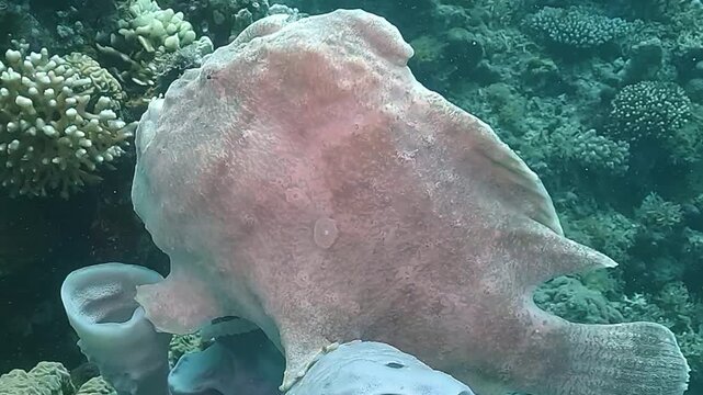 Close up panoramic view of a pale pink frogfish &ndash; Antennarius pictus &ndash; resting on a white sponge, revealing its tiny eye and textured skin in perfect camouflage. Filmed at Apo Island, Philippines.