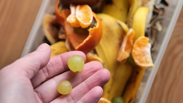Reuse of products.Compost production.A hand places tangerine slices and peels in a compost bin