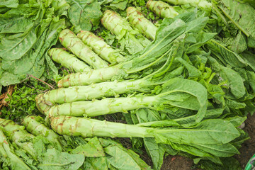 Fototapeta premium Fresh Green Lettuce and Leafy Vegetables at Farmers Market - Organic Seasonal Farm Produce