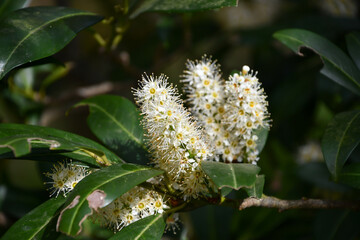 セイヨウバクチノキ　Cherry Laurel
