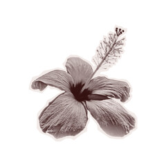 Naklejka premium Trendy Halftone sticker hibiscus Grunge style transparent background. Isolated vector element Retro dotted texture, mimicking cutout collage of old newspaper. Torn paper Y2K Vintage Pop Art aesthetic.