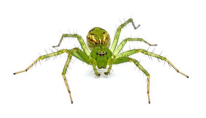 Obraz premium Close-up of a vibrant green spider on a clean white background
