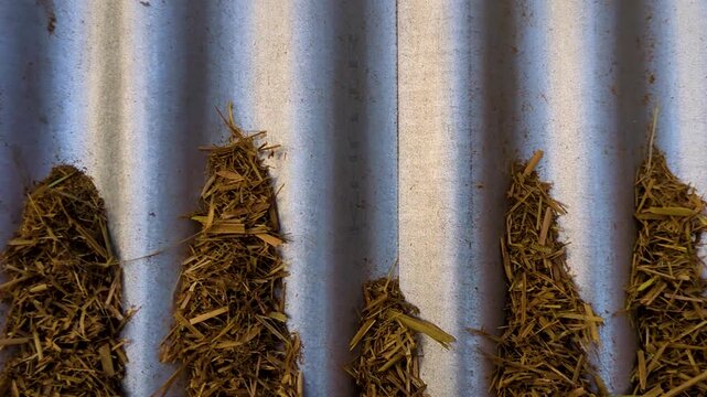 Dried golden hay or straw spread on a corrugated metal tin sheet for drying.
