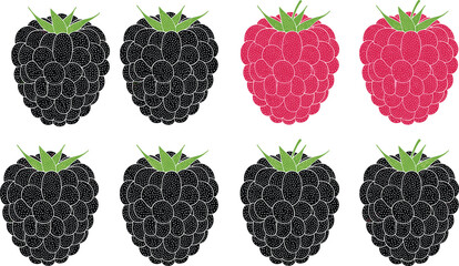 Raspberry fruit illustration set, fresh berry icons collection, black and red raspberry design, organic summer fruit vector illustration © MdAnoar