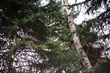 Fototapeta premium Sapin dans la forêt. Branches de conifères et de bouleaux dans la forêt. Québec, Canada