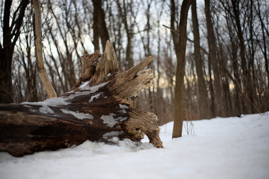 Un arbre tomb&eacute; dans la for&ecirc;t par une journ&eacute;e d'hiver. Mise au point s&eacute;lective. Tronc d'un arbre mort gisant sur la neige.