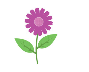 Pink Daisy Flower Vector Illustration Isolated on Light Background, Flat Design Floral Clipart