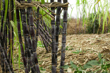 Black Sugarcane Stalks Growing in Field - Sweet Crop Agriculture