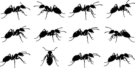 Set of ant insect silhouettes in side and top views, black vector illustration collection, isolated wildlife symbols for logo, education, and design use © Sarsoti