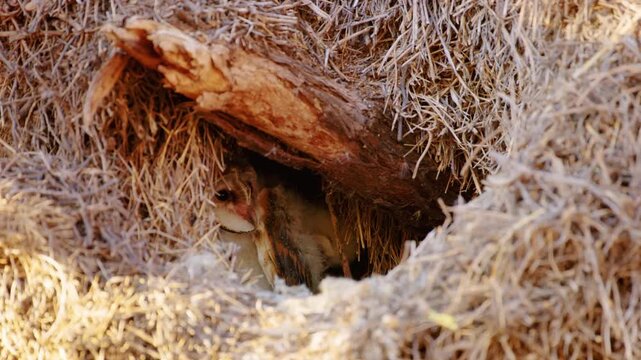 Barn owl inside its nest on a tree
