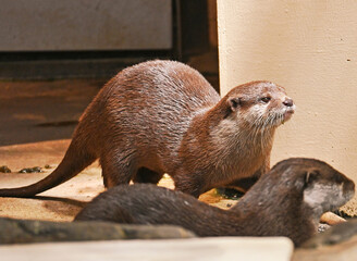 顔を上げるコツメカワウソ