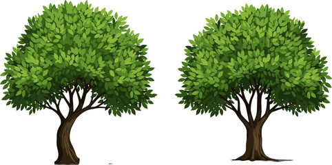 Set of Two Detailed Green Leafy Deciduous Trees with Full Crowns and Brown Trunks, Isolated Vector Elements for Landscape Design. © Beauty