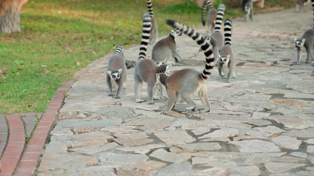 Ringtailed lemurs walking on stone path, troop moving together through sunlit park, striped tails raised, juveniles and adults foraging near trees, relaxed curious mood, soft golden light, textured