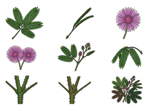 Mimosa pudica sensitive plant parts collection vector illustration of leaves flowers thorns and stems of shameplant isolated on white background
