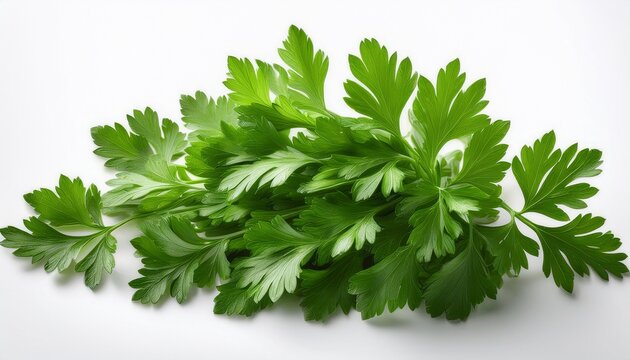 fresh and vibrant bunch of parsley leaves this aromatic herb is a culinary favorite for garnishing and flavoring dishes isolated on a white background