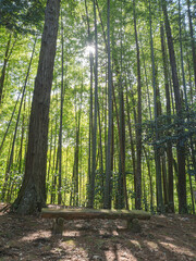 心洗われる竹林の光。木漏れ日に憩う木の椅子