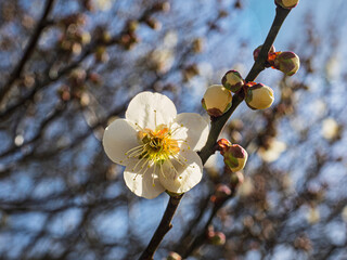 冬の陽だまりに咲く白梅。春を待つ蕾のアンサンブル