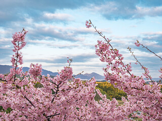 心ほどける桃色。曇天に映える可憐な河津桜