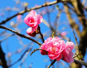 陽ざしを浴びて咲く桃の花　春の風景