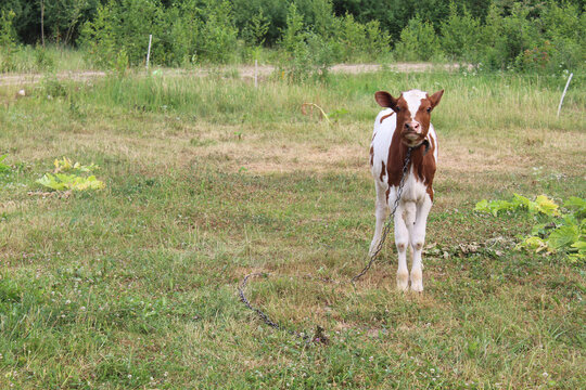 One cow on a chain looking ahead in a field in Sece, Latvia