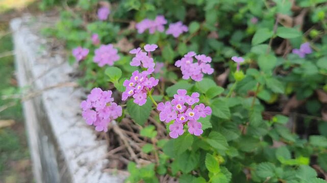 Beautiful purple lantana montevidensis flowers blooming in a lush green garden. Trailing lantana or weeping lantana blossoms in a natural outdoor setting for botanical background.