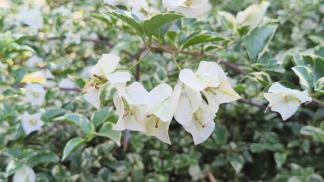 Elegant white Bougainvillea flowers blooming in a cluster, showcasing delicate paper-like bracts against a backdrop of lush green garden foliage in soft natural light.