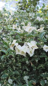 Elegant white Bougainvillea flowers blooming in a cluster, showcasing delicate paper-like bracts against a backdrop of lush green garden foliage in soft natural light.