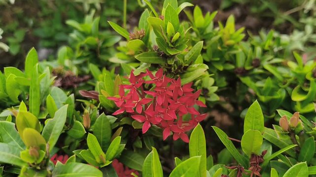 Vibrant red Ixora chinensis flowers blooming in a cluster, surrounded by fresh green leaves in a tropical garden, perfect for botanical and nature-themed designs.