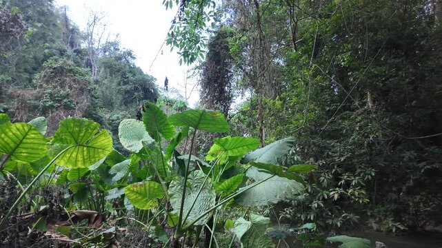 Large giant taro leaves in a lush tropical jungle of Southeast Asia