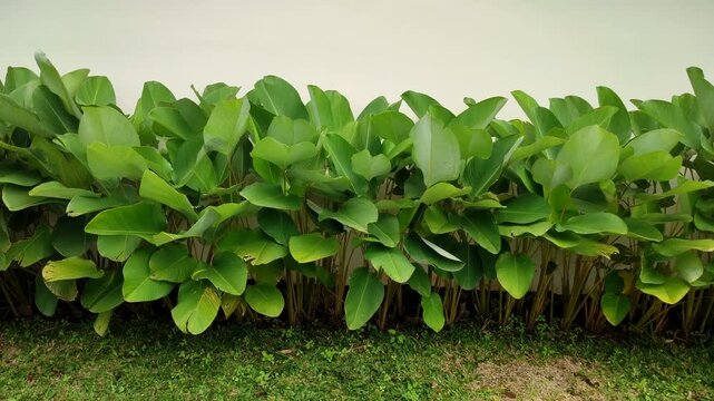 Calathea lutea, a garden plant often referred to as the Banana Calathea or Pisang pisangan, has leaves shaped like banana